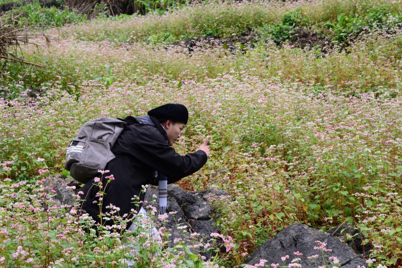 hoa Tam Giác Mạch